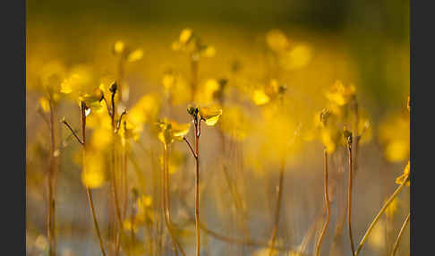 Verkannter Wasserschlauch (Utricularia australis)