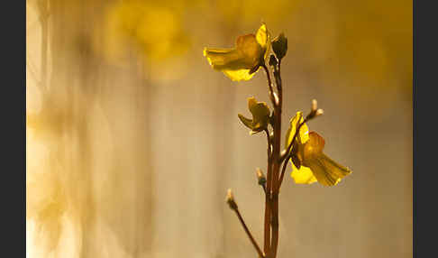 Verkannter Wasserschlauch (Utricularia australis)