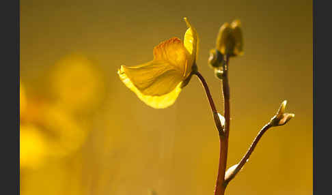 Verkannter Wasserschlauch (Utricularia australis)