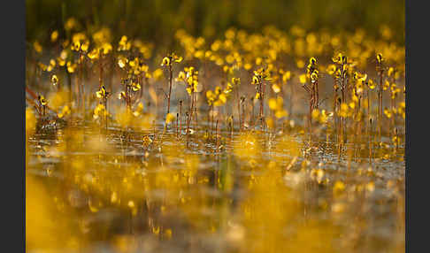 Verkannter Wasserschlauch (Utricularia australis)