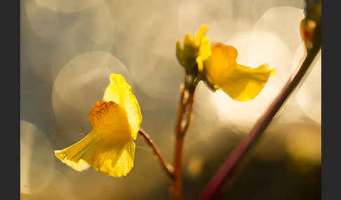 Verkannter Wasserschlauch (Utricularia australis)