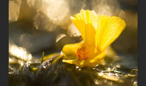 Verkannter Wasserschlauch (Utricularia australis)