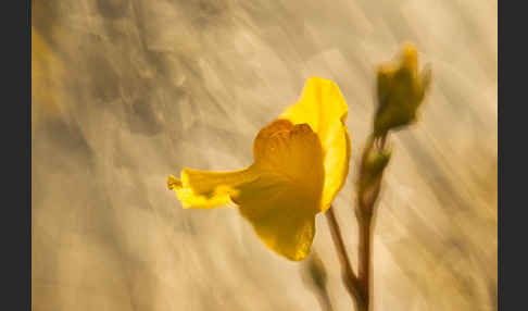 Verkannter Wasserschlauch (Utricularia australis)