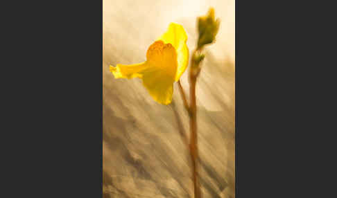 Verkannter Wasserschlauch (Utricularia australis)