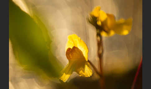 Verkannter Wasserschlauch (Utricularia australis)