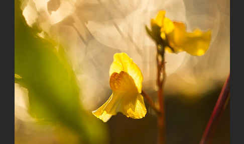 Verkannter Wasserschlauch (Utricularia australis)