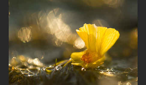 Verkannter Wasserschlauch (Utricularia australis)