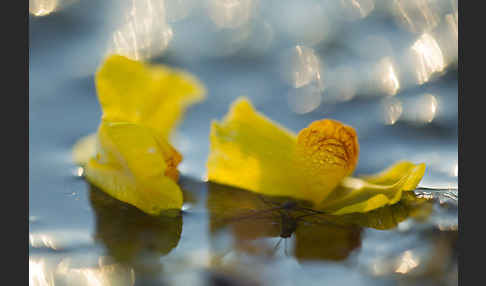 Verkannter Wasserschlauch (Utricularia australis)