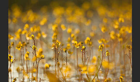 Verkannter Wasserschlauch (Utricularia australis)