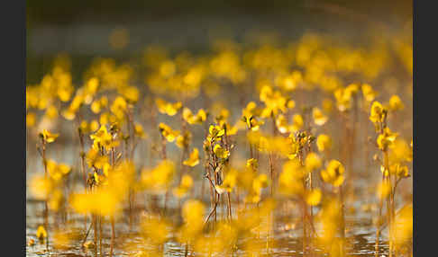 Verkannter Wasserschlauch (Utricularia australis)