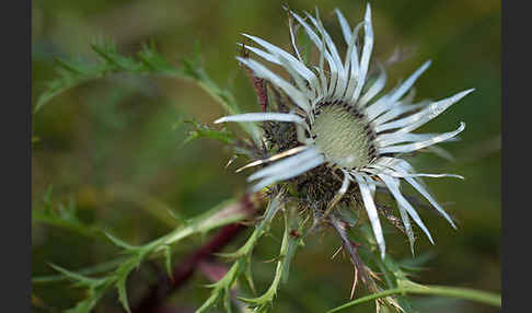 Silberdistel (Carlina acaulis)