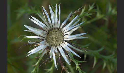 Silberdistel (Carlina acaulis)