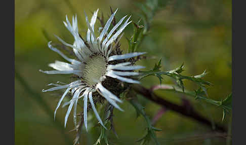 Silberdistel (Carlina acaulis)