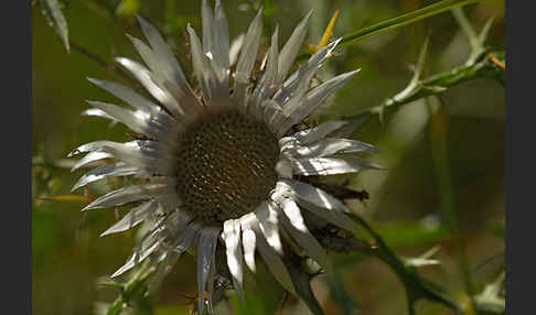 Silberdistel (Carlina acaulis)