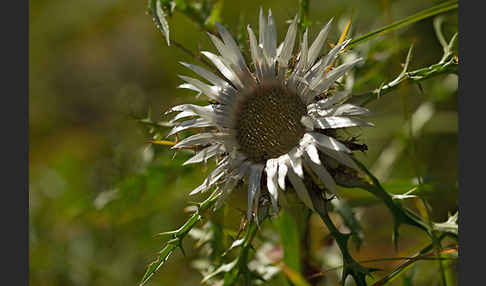 Silberdistel (Carlina acaulis)