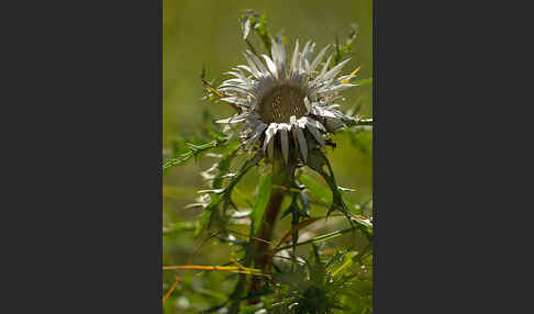 Silberdistel (Carlina acaulis)