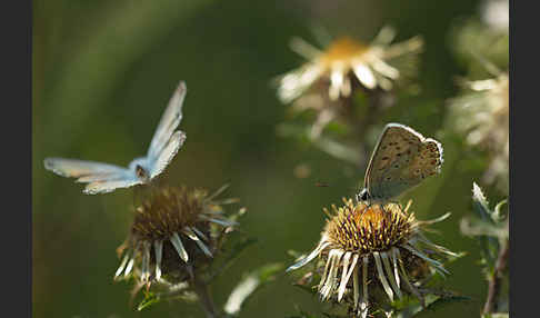 Silberbläuling (Polyommatus coridon)