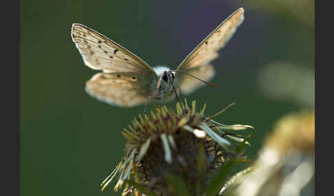 Silberbläuling (Polyommatus coridon)