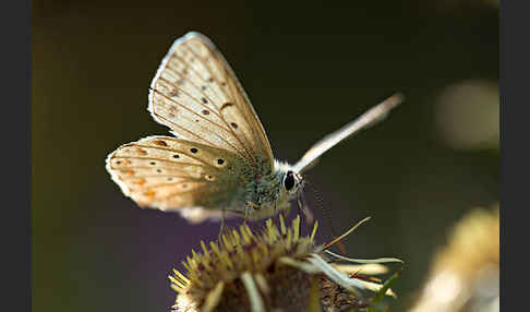 Silberbläuling (Polyommatus coridon)