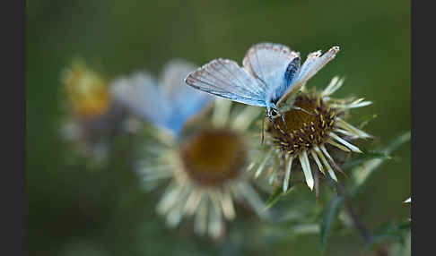 Silberbläuling (Polyommatus coridon)