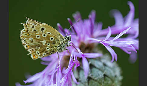 Silberbläuling (Polyommatus coridon)