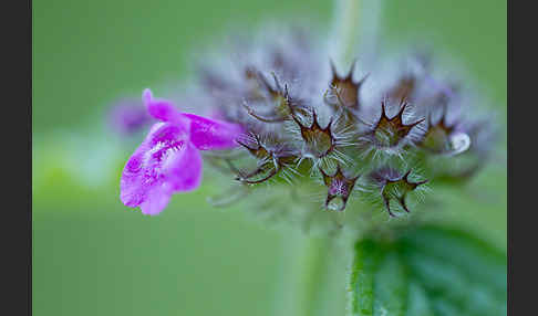 Wirbeldost (Clinopodium vulgare)