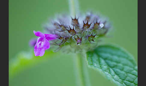 Wirbeldost (Clinopodium vulgare)