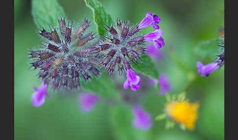 Wirbeldost (Clinopodium vulgare)