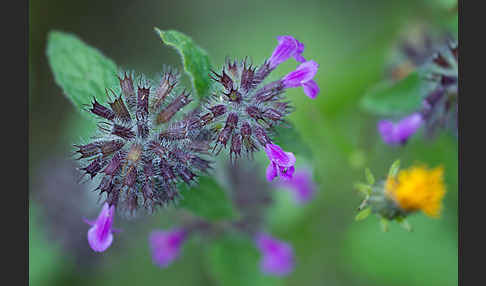 Wirbeldost (Clinopodium vulgare)