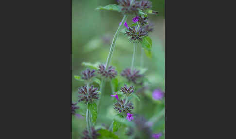 Wirbeldost (Clinopodium vulgare)