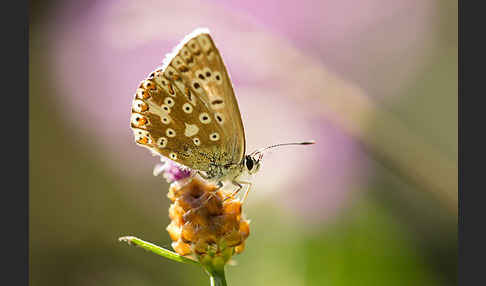 Silberbläuling (Polyommatus coridon)