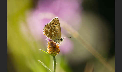 Silberbläuling (Polyommatus coridon)