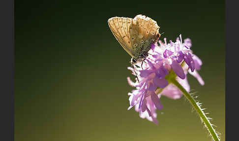 Silberbläuling (Polyommatus coridon)