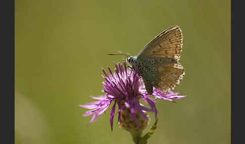 Silberbläuling (Polyommatus coridon)