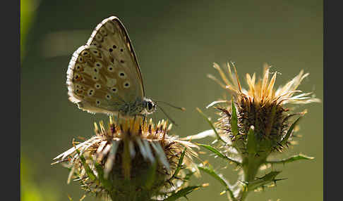 Silberbläuling (Polyommatus coridon)