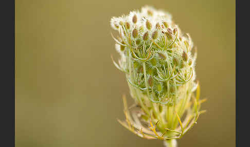 Wilde Möhre (Daucus carota)