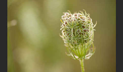 Wilde Möhre (Daucus carota)