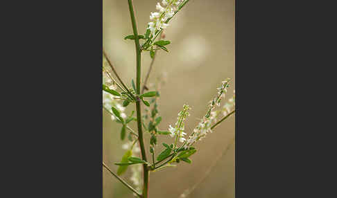 Weißer Steinklee (Melilotus albus)