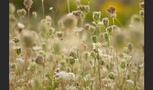 Wilde Möhre (Daucus carota)