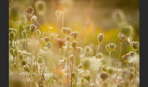 Wilde Möhre (Daucus carota)