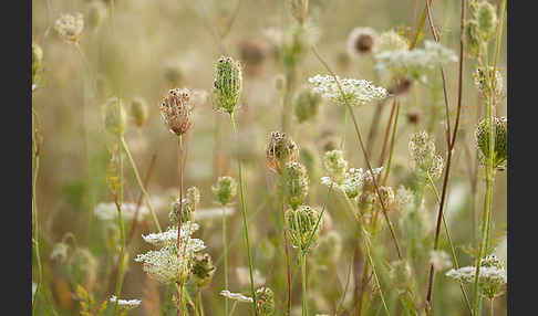 Wilde Möhre (Daucus carota)