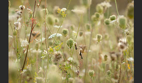 Wilde Möhre (Daucus carota)