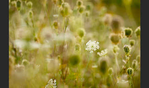 Wilde Möhre (Daucus carota)