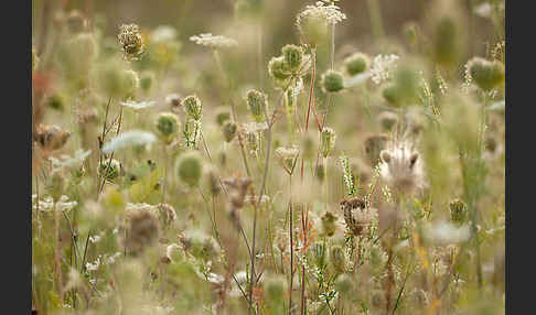 Wilde Möhre (Daucus carota)