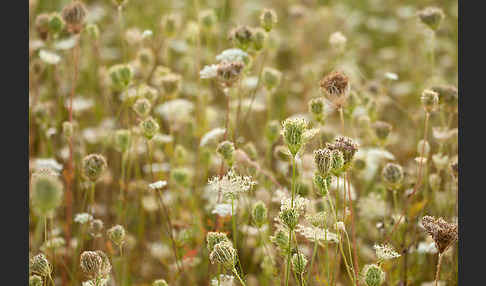 Wilde Möhre (Daucus carota)