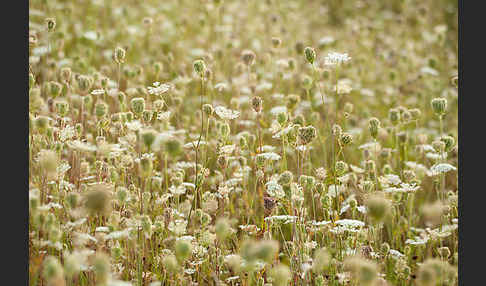 Wilde Möhre (Daucus carota)