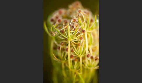 Wilde Möhre (Daucus carota)