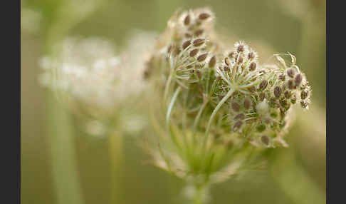 Wilde Möhre (Daucus carota)