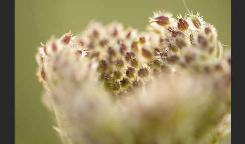 Wilde Möhre (Daucus carota)