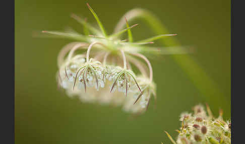 Wilde Möhre (Daucus carota)